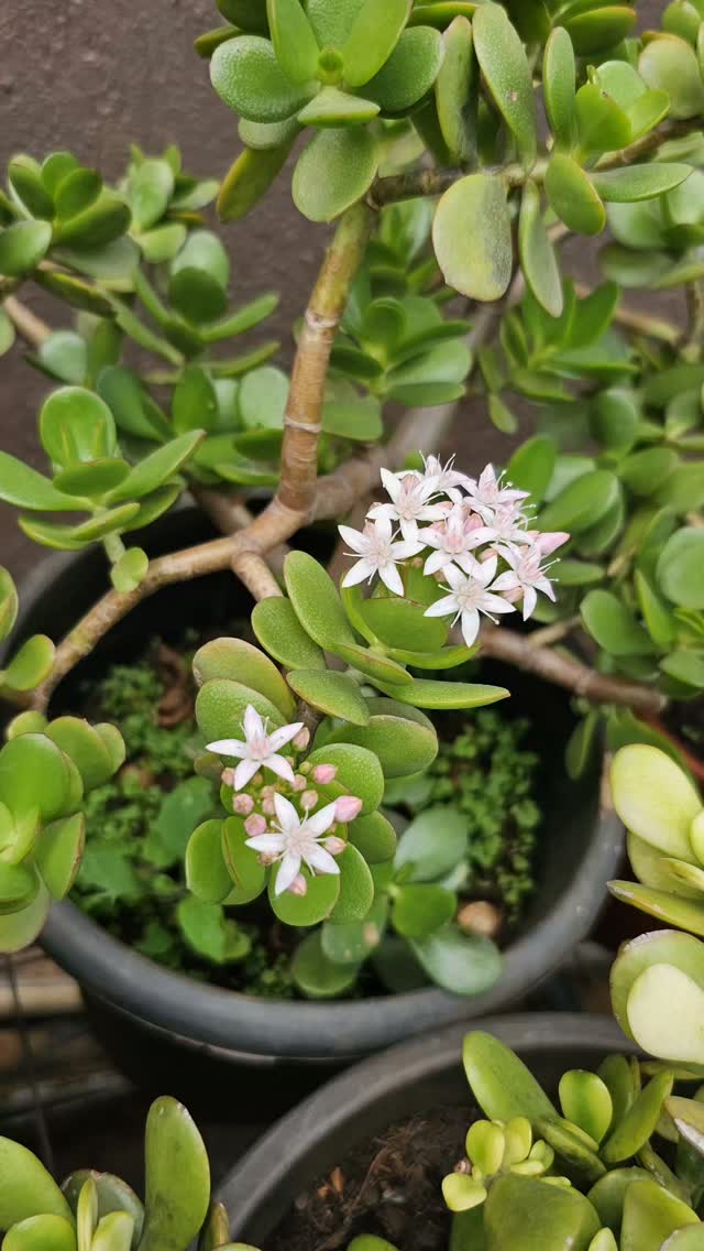 There’s a reason the Jade Plant (Crassula ovata) remains a favourite!!🤗

Its sculptural form, rich green foliage, and effortless elegance make it timeless!🤩

Ours is now in bloom...tiny star-shaped flowers, a rare reward that only comes with time and the right care!✨️

Some beauty doesn’t ask for attention. It simply grows !

 #IndoorPlants #PlantLovers #nairobiplants #kenyangardens #bloombright
