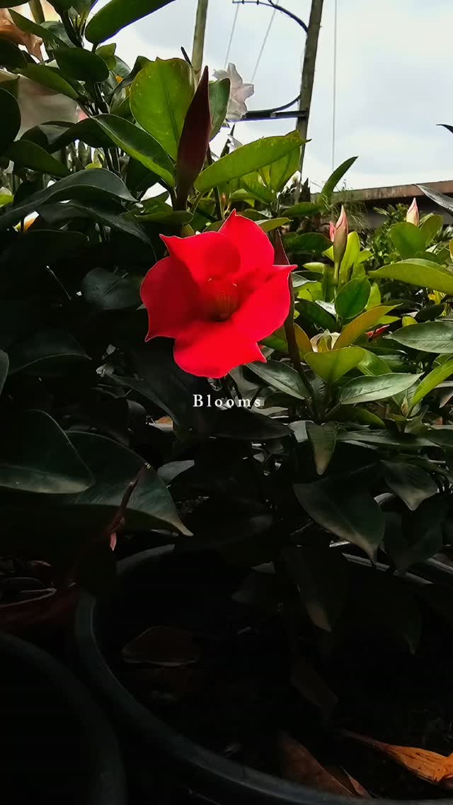 There's something about a blooming Mandevilla that instantly changes the mood of a space. ✨️

 Whether it's brightening a balcony, framing an entrance, or adding colour to your garden, this beauty reminds us that sometimes all it takes is one plant to make a space feel alive. 🌺