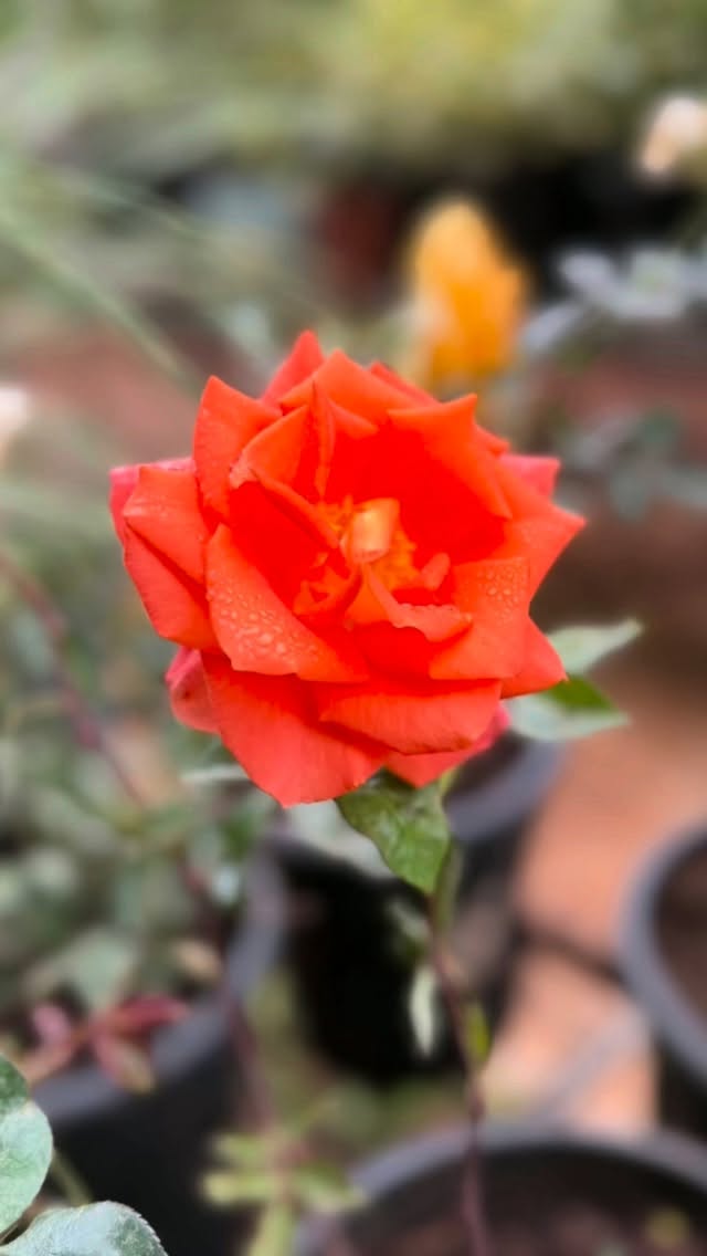 🌹 Can I call you Rose?

We’ve always loved how every rose has a personality of its own!🤗

Some are bold, some are delicate, and some quietly steal your attention.✨

These are a few of the beautiful roses currently blooming at Garden Space. Honestly, choosing a favourite isn’t easy🤗

Which one would you take home? 🌹✨

#kenyangarden #nairobiplants #FlowerLovers #Gardenlife #greenvibes