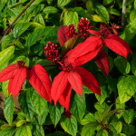 African Quisqualis