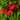 African Quisqualis