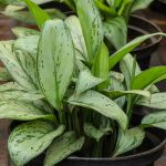 Aglaonema (Chinese Evergreen)