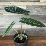 Arrow Leaf Elephant Leaf