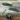 Alocasia_Chantrieri-1