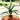 Aspidistra Elatior