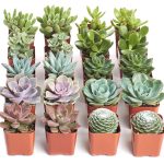 Assorted Succulents