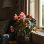 Begonia