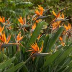 Birds of Paradise