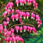 Bleeding Heart Vine