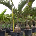 Bottle Palm