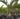 Bottle Palm