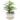 Broadleaf-lady-palm-Rhapis-excelsa