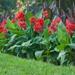 Canna Lillies