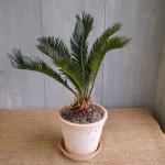 Cycad Palm