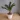 Cycad