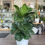 Fiddle Leaf Fig
