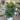 Fiddle Leaf Fig