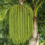 Fishtail Palm