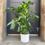 Fishtail Palm Caryota