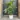 Fishtail Palm Caryota