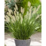 Fountain Grass Pennisetum Setaceum