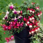 Fuchsia Hanging