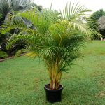 Golden Palm