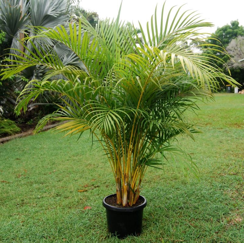 Golden Palm