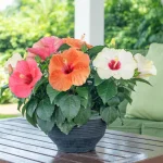 Chinese Hibiscus