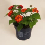 Lantana
