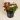 Lantana_orange