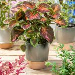 Mixed Colour Coleus