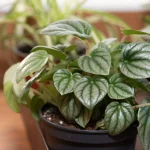 Acorn Peperomia