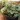 Peperomia