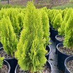 Thuja