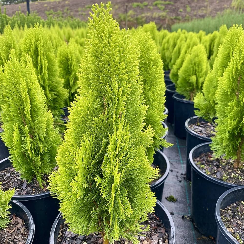 Thuja