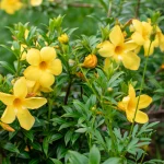 Yellow Allamanda