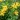 Yellow Allamanda