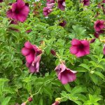 Alamanda Purple