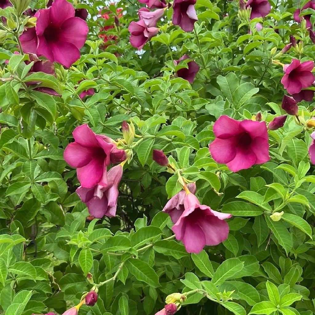 Alamanda Purple