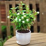 Jasmine