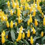 Lollipop Plant