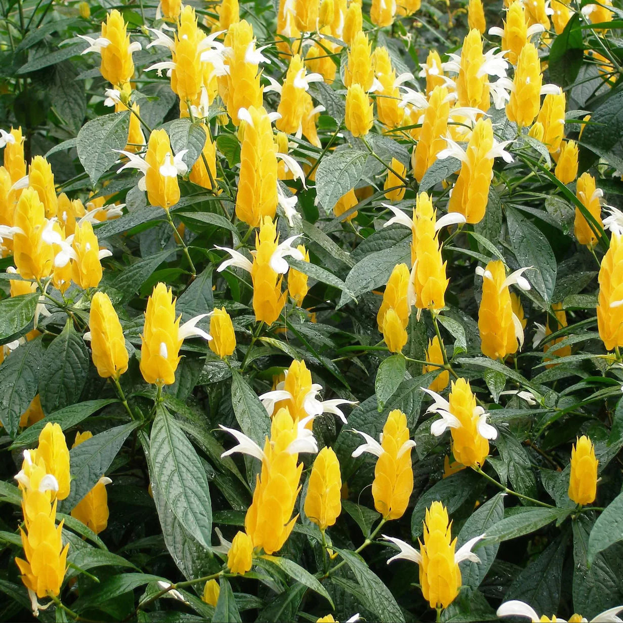 Lollipop Plant