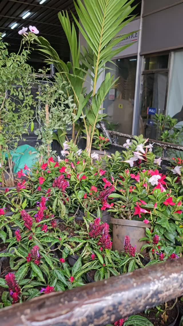 Some leave with us, others leave with you.🤗

Whether we’re loading the plants into our delivery vehicle or helping you fit them into your own, every order has a journey of its own. And we love being part of that journey. 🌿