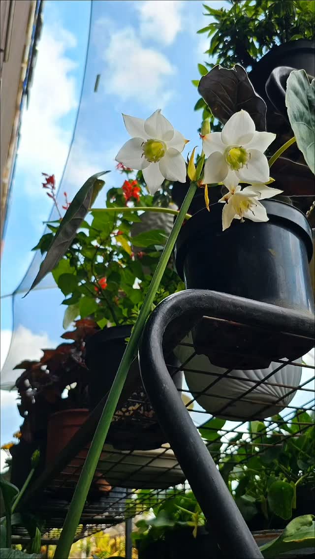 Catch your eye. 🌿✨

Each one has its own charm, whether you're looking to add a touch of elegance, bring life to an empty corner, or simply enjoy the calming presence of greenery

We'd love to help you find the perfect plant for your space. 🪴💚