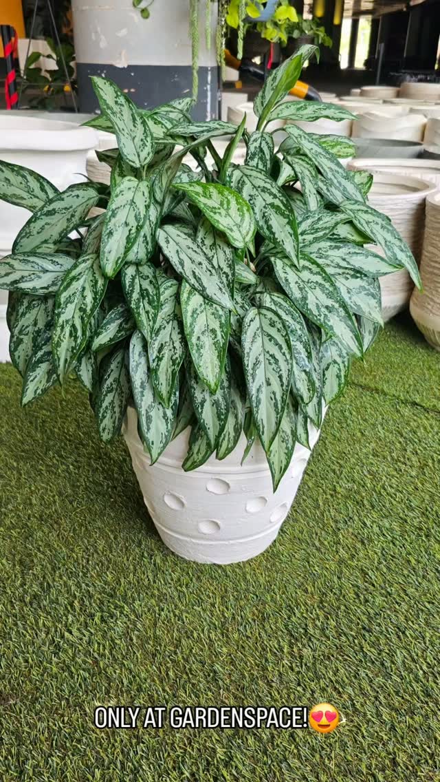 Friday looks better with a little green. 🌿✨

Beautiful pots, happy plants, good music and that easy Friday feeling!🤗

Our planted pots are made to bring life, texture and a little personality into any space.✨️

Weekend mood: fresh, green & beautifully potted. 😍

Karibu GardenSpace!🤗

#NairobiPlants #FridayVibes #PlantedPots #PlantStyling #kenyaninteriordesigners