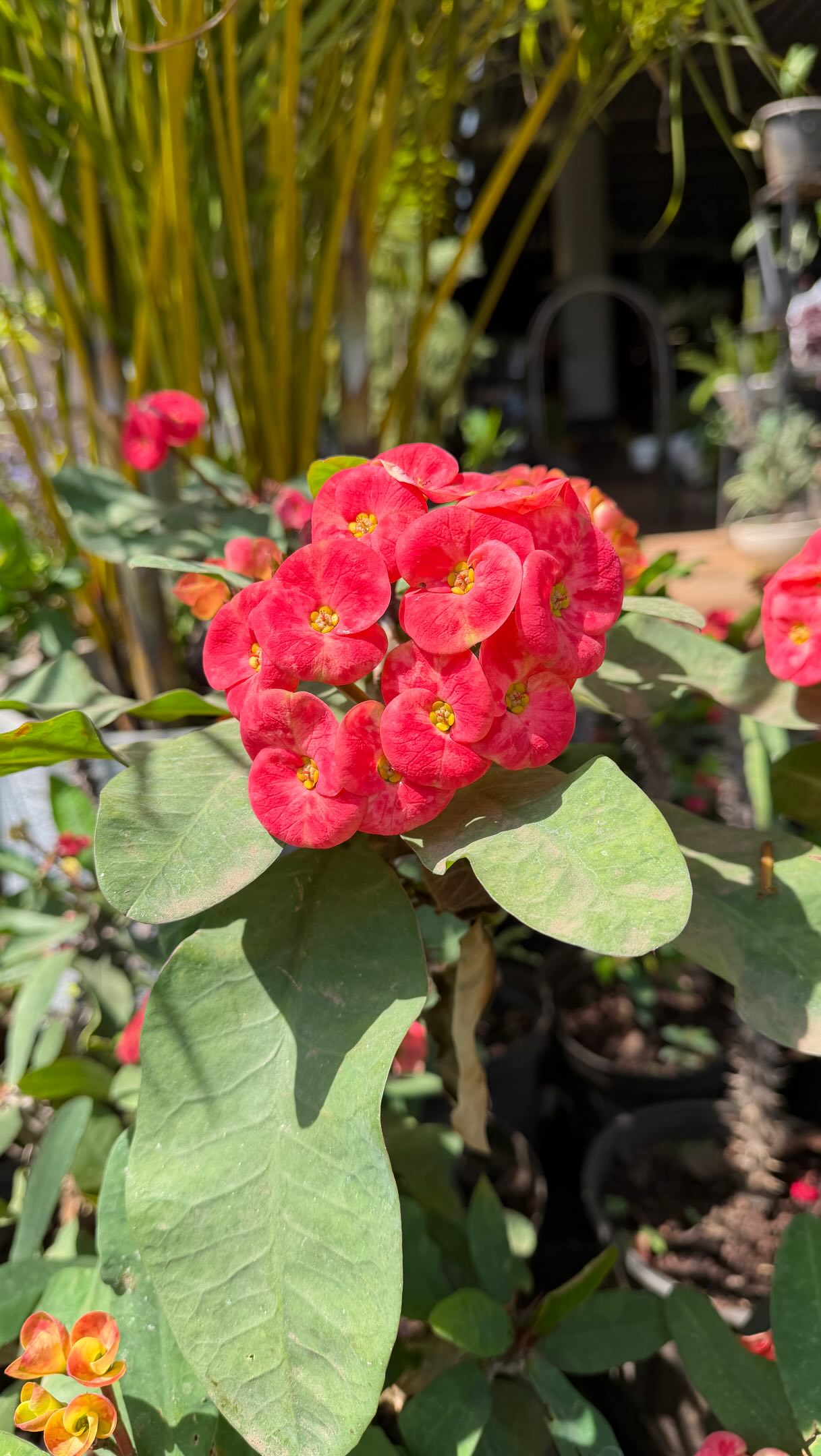 The Crown of Thorns — beauty with a story!🤗

With its thorny stems and delicate pink-and-red blooms, the Crown of Thorns (Euphorbia milii) is one of those plants that instantly catches your eye!✨

Fun fact: Its name comes from Christian tradition, where its thorn-covered stems are associated with the crown of thorns worn by Jesus Christ during His Passion. 🙏🏾

Over time, the plant has become a beautiful symbol of sacrifice, endurance, faith and hope.✨

And those colourful “flowers”? 🌸 They’re actually modified leaves called bracts, surrounding the plant’s tiny true flowers.

Beautiful, resilient, and rich in symbolism. ❤️🌿

📍 Find it only at Garden Space🤗