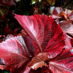 Acalypha Copper Leaf