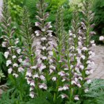 Acanthus