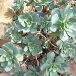 Haworth's Aeonium